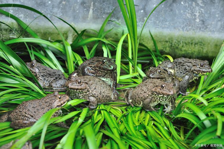 安徽蟾蜍养殖基地殖技术要点有哪些？-图2