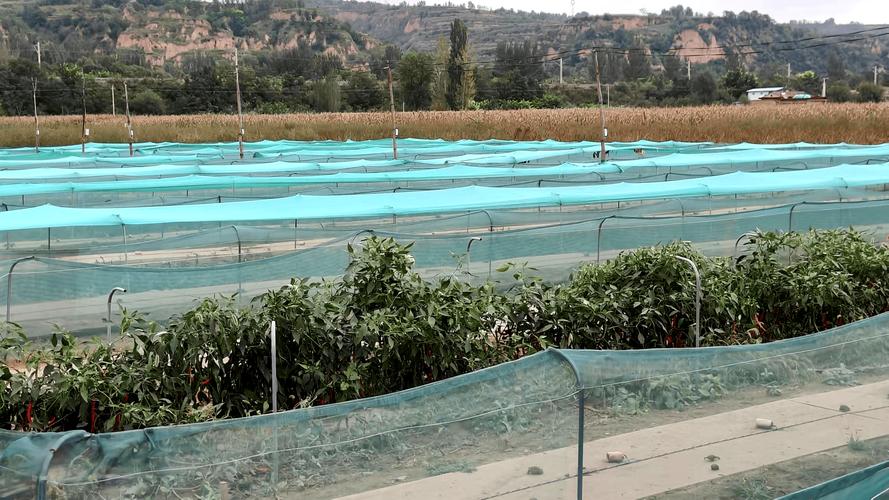 安徽蟾蜍养殖基地殖技术要点有哪些？-图3