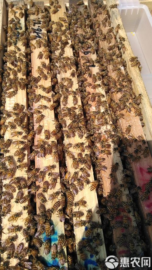 哪里能下载到养中华蜜蜂的技术视频?-图3 哪里能下载到养中华蜜蜂的技术视频?-图3