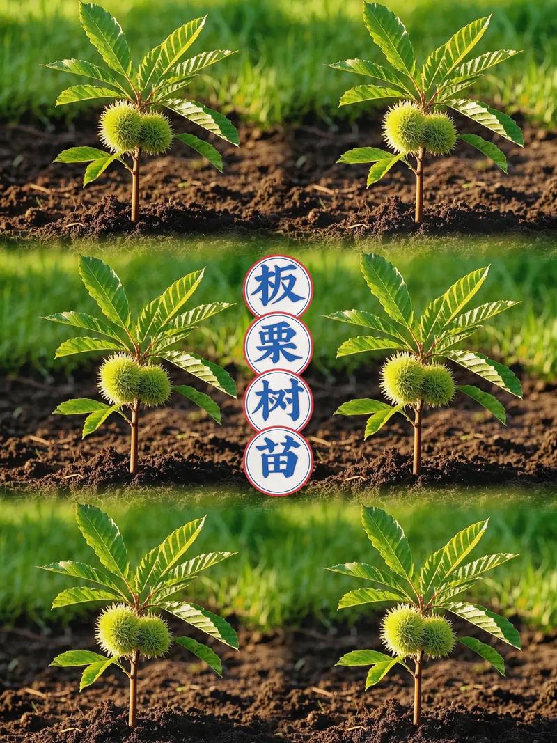 板栗种植技术如何提升经济效益？-图3