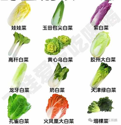小白菜到底有多少个品种?-图1 小白菜到底有多少个品种?-图1