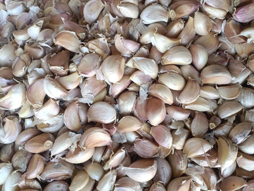 青蒜苗价格种植技术要点有哪些?-图2 青蒜苗价格种植技术要点有哪些?-图2