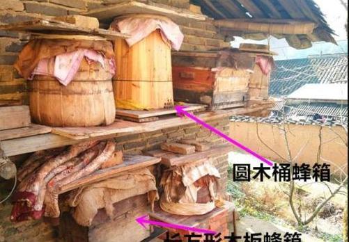 木桶养土蜂技术视频，新手必看哪些关键点？-图3