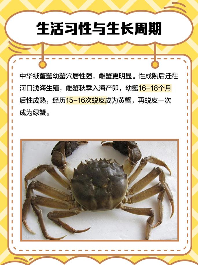 八月北方螃蟹有哪些品种上市?-图2 八月北方螃蟹有哪些品种上市?-图2