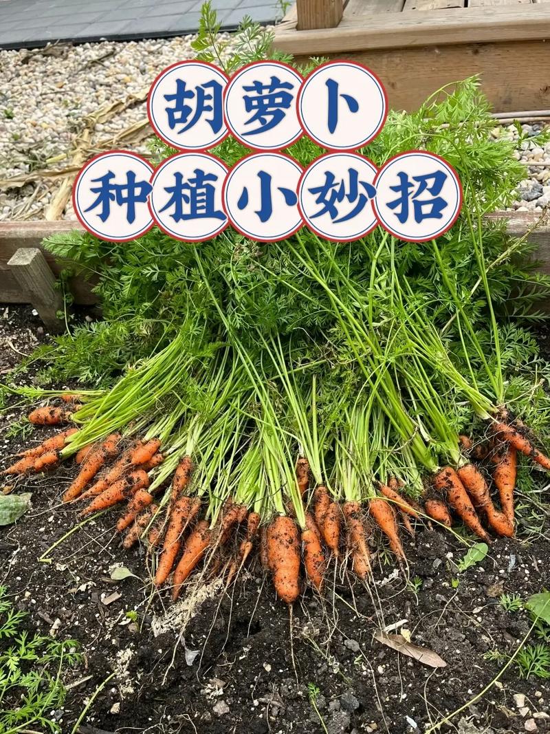 红萝卜种植技术有哪些关键要点?-图1 红萝卜种植技术有哪些关键要点?-图1