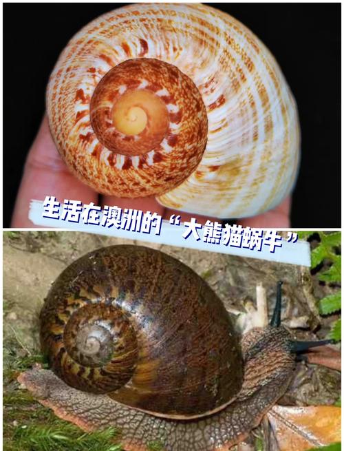 野生大蜗牛养殖技术有哪些关键点？-图3