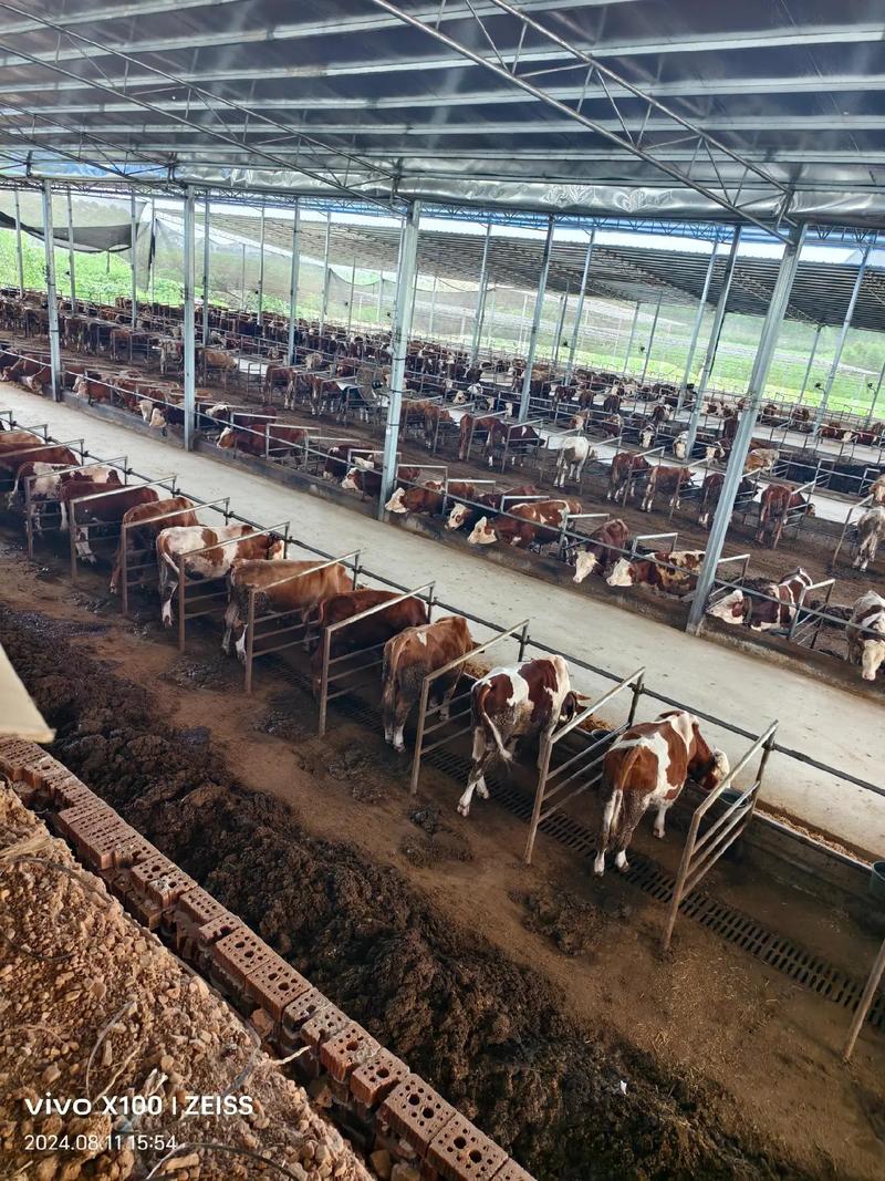 土法养牛技术，传统经验还实用吗？-图2