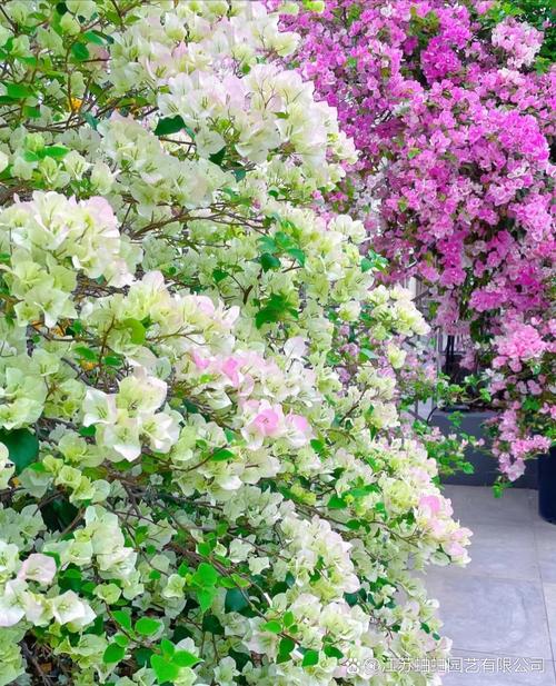 绿白色三角梅品种是什么？-图1