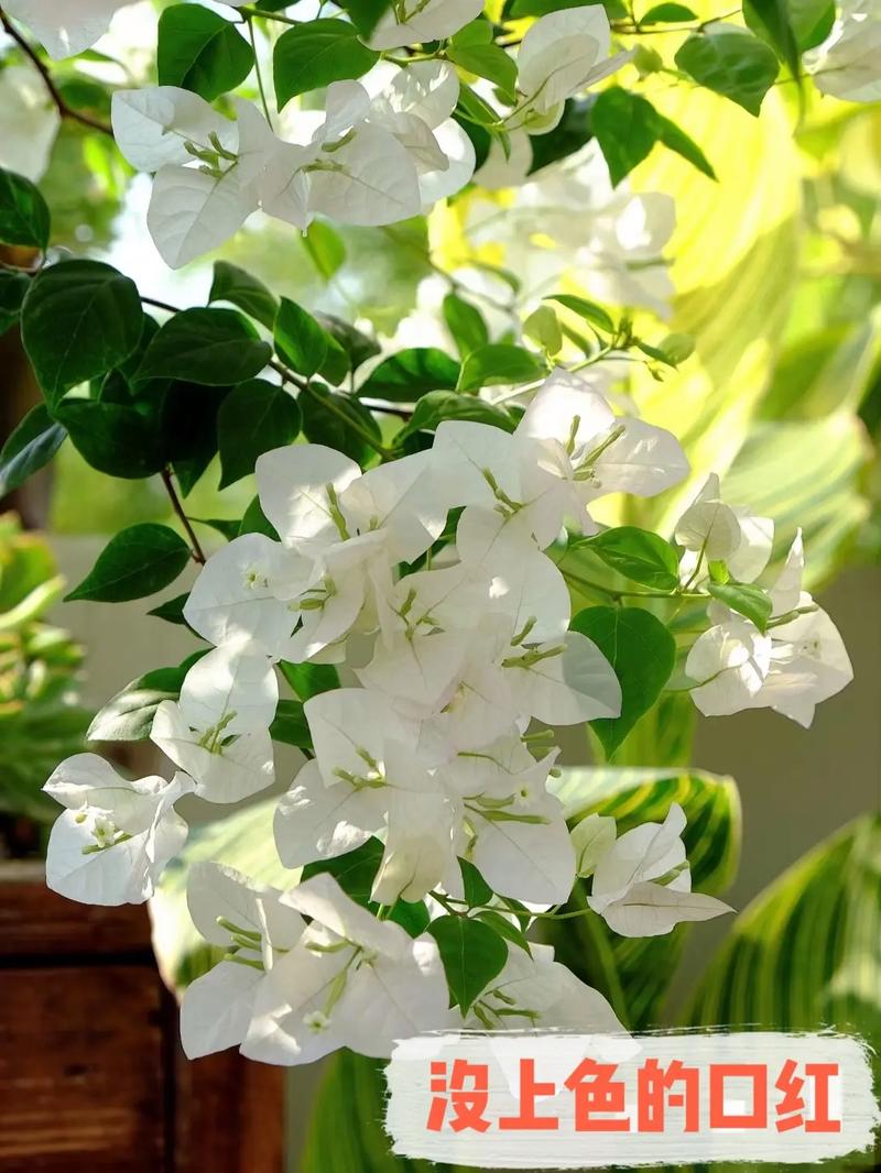 绿白色三角梅品种是什么？-图2