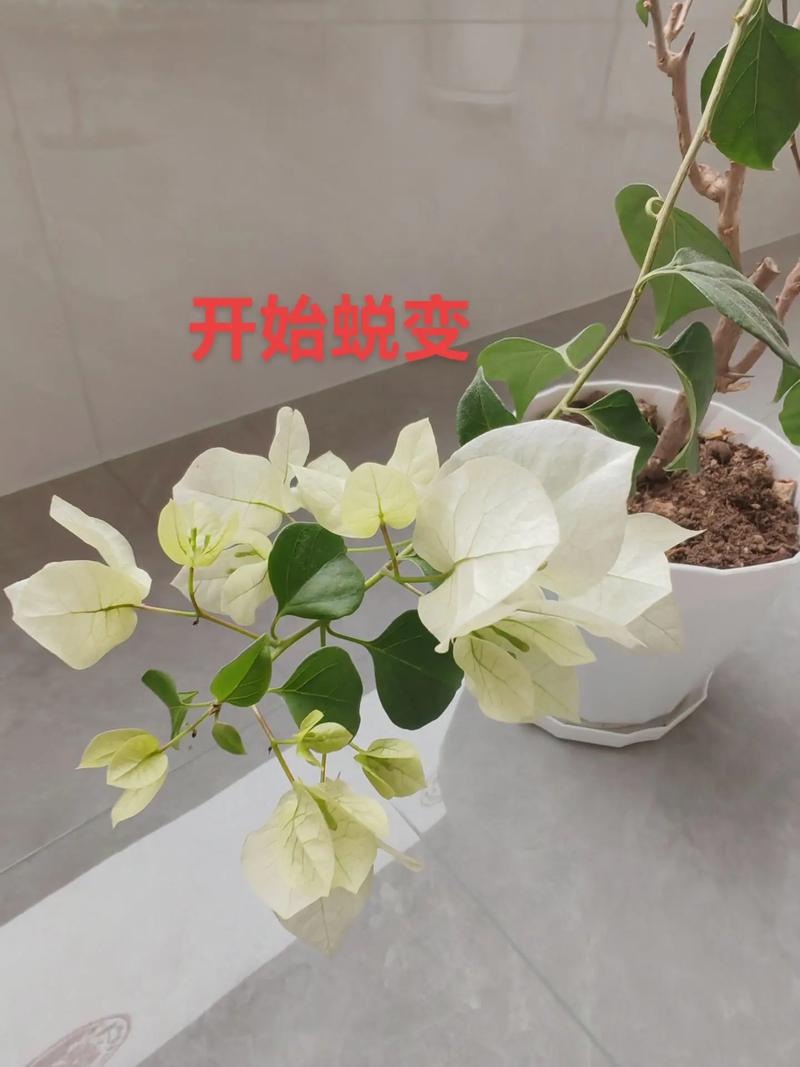 绿白色三角梅品种是什么?-图3 绿白色三角梅品种是什么?-图3