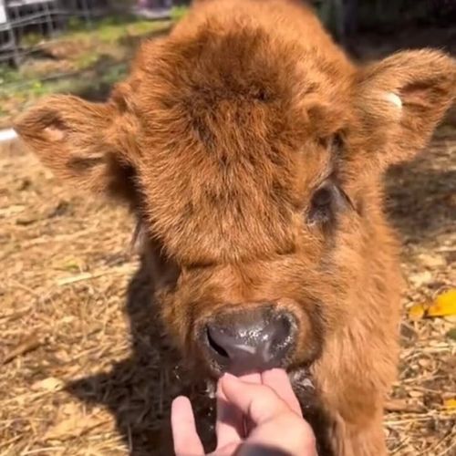 牛的养殖技术迅雷下载资源可靠吗？-图2