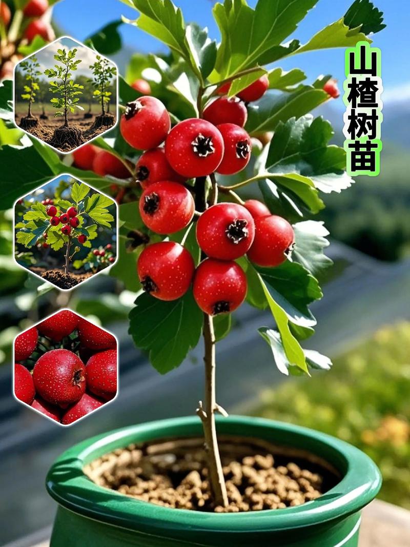 种植山楂有哪些关键技术要点?-图1 种植山楂有哪些关键技术要点?-图1