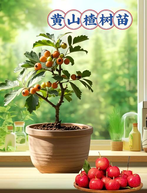 种植山楂有哪些关键技术要点?-图3 种植山楂有哪些关键技术要点?-图3