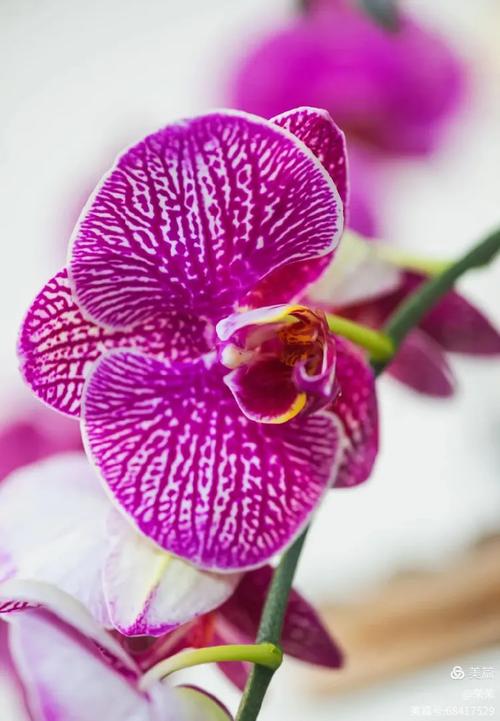 蝴蝶兰法国斑是优良品种吗？-图2