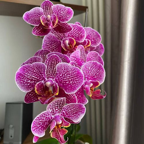 蝴蝶兰法国斑是优良品种吗？-图1