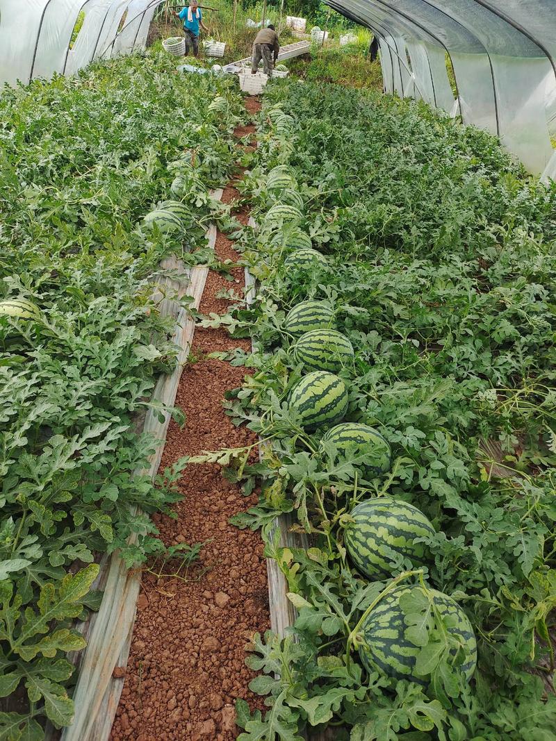 西瓜种植方法技术视频有哪些要点?-图1 西瓜种植方法技术视频有哪些要点?-图1