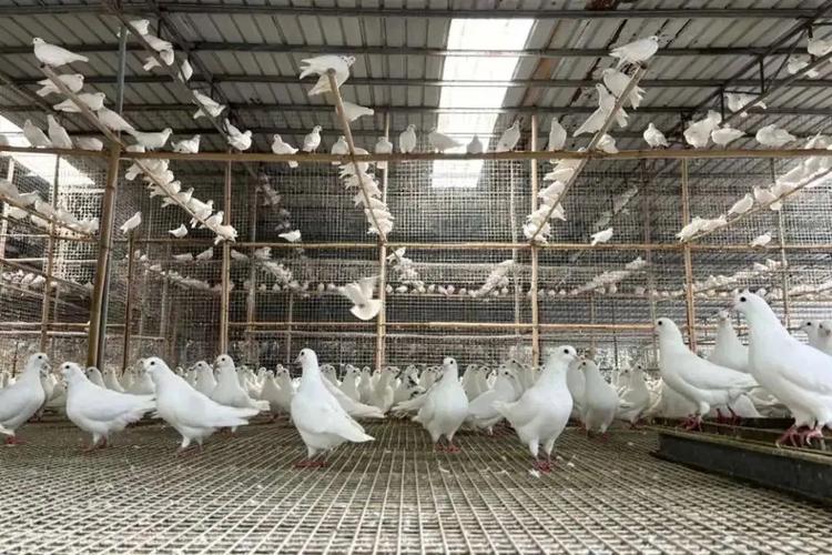 养殖鸽子技术视频如何高效播放学习？-图3