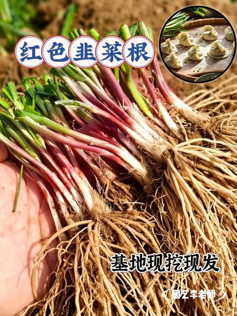 红韭菜种植技术视频,新手能学会吗?-图1 红韭菜种植技术视频,新手能学会吗?-图1