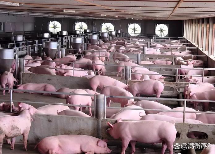 国外养猪发达,技术支撑核心是什么?-图1 国外养猪发达,技术支撑核心是什么?-图1