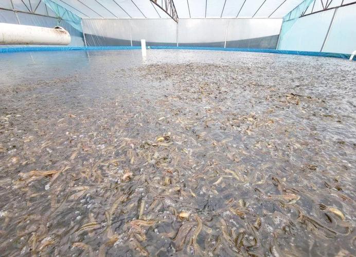 台湾泥鳅冬季如何安全越冬?-图1 台湾泥鳅冬季如何安全越冬?-图1