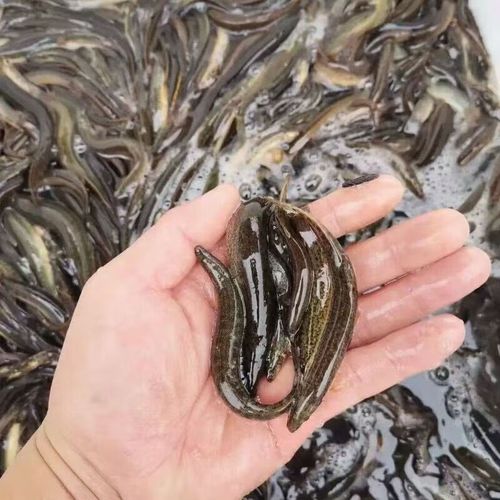 台湾泥鳅冬季如何安全越冬？-图2
