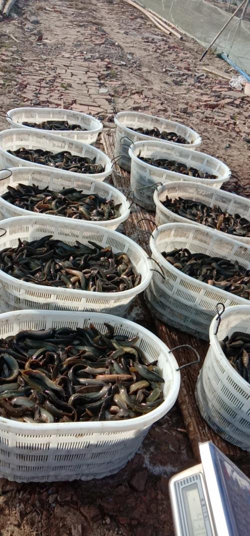 台湾泥鳅冬季如何安全越冬？-图3