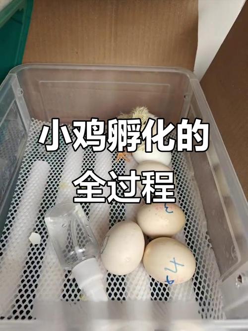 小鸡孵化技术视频教学,关键步骤有哪些?-图2 小鸡孵化技术视频教学,关键步骤有哪些?-图2