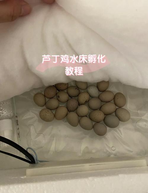 小鸡孵化技术视频教学,关键步骤有哪些?-图1 小鸡孵化技术视频教学,关键步骤有哪些?-图1