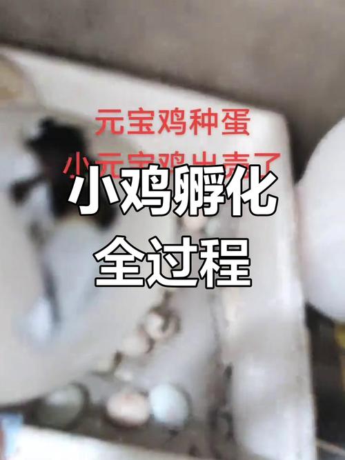 小鸡孵化技术视频教学,关键步骤有哪些?-图3 小鸡孵化技术视频教学,关键步骤有哪些?-图3