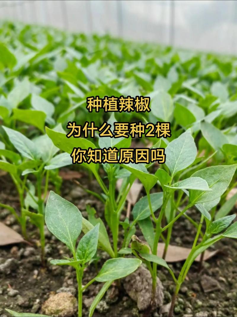大辣椒怎么种植技术视频-图2
