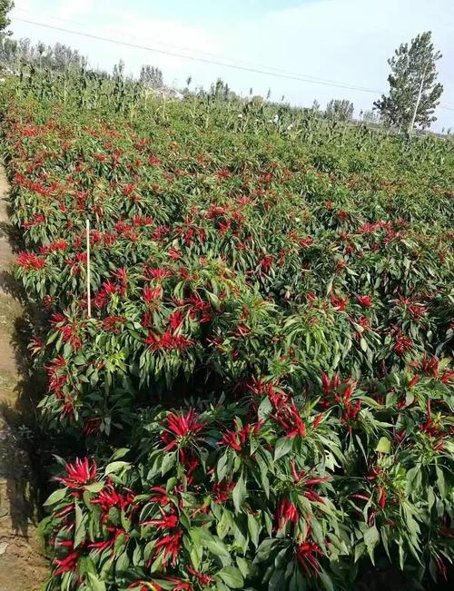 大辣椒怎么种植技术视频-图3