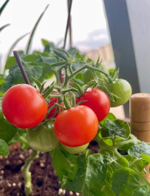 西红柿盆栽技术视频，新手跟种能活吗？-图2