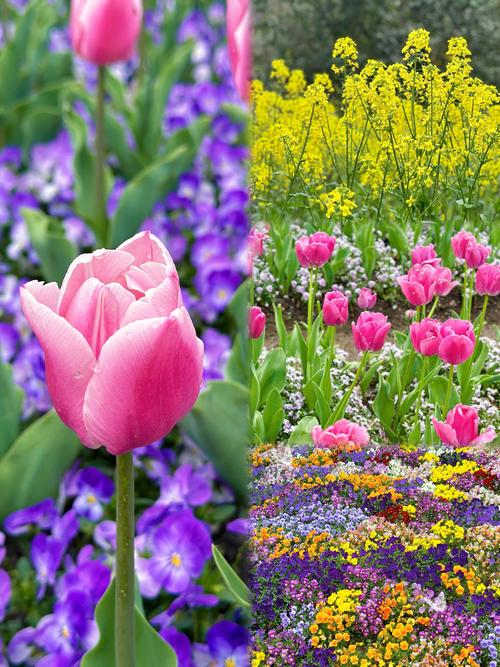 郁金香哪个品种颜值最高?-图3 郁金香哪个品种颜值最高?-图3