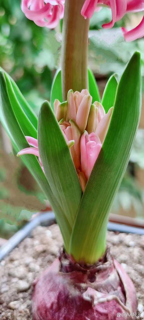 粉红色风信子是哪个品种？-图3