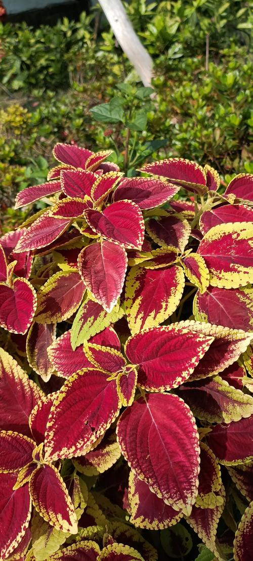 彩叶草品种有多少？常见品种有哪些？-图1