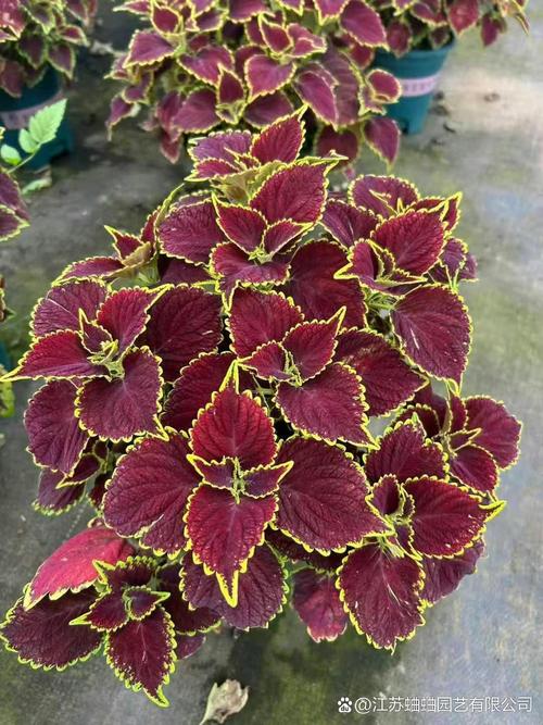 彩叶草品种有多少？常见品种有哪些？-图3