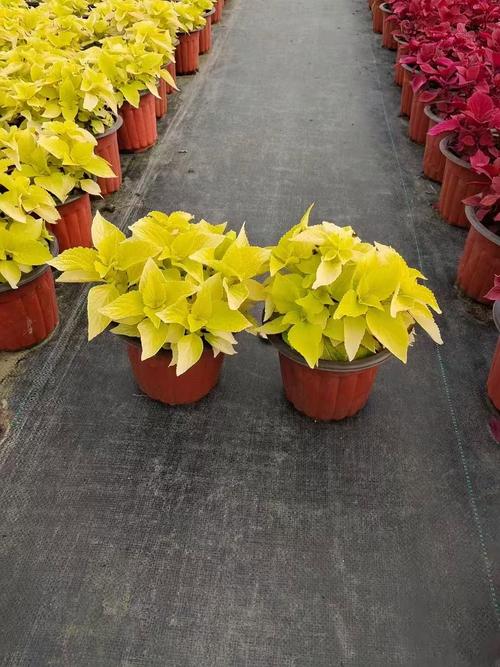 彩叶草品种有多少？常见品种有哪些？-图2