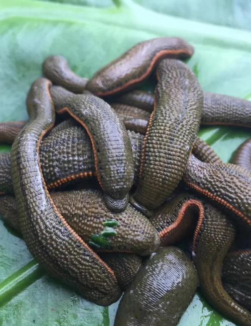 水蛭养殖技术视频如何高效播放学习？-图3