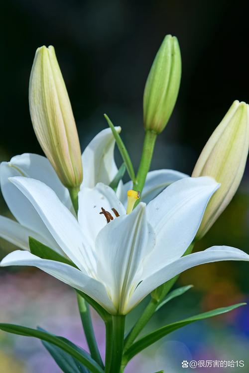 什么品种百合开白色花?-图2 什么品种百合开白色花?-图2