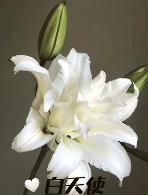 什么品种百合开白色花?-图1 什么品种百合开白色花?-图1