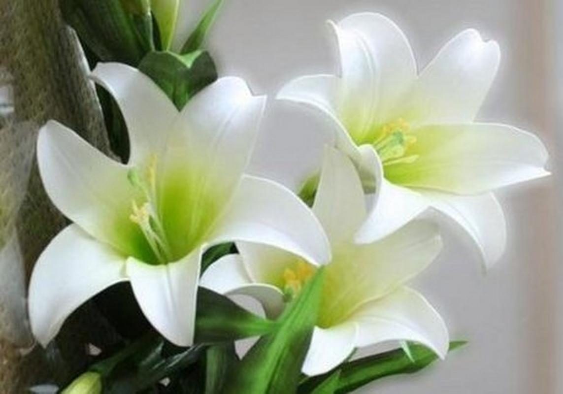 什么品种百合开白色花?-图3 什么品种百合开白色花?-图3