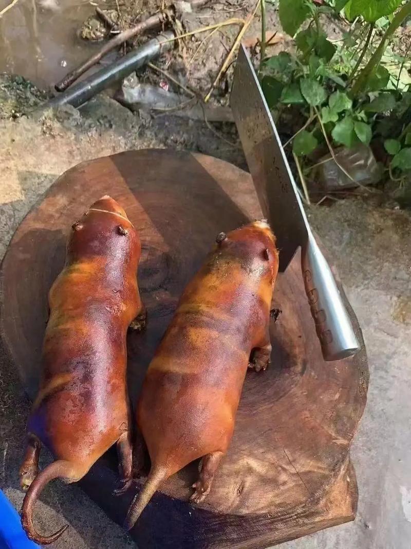 2025年竹鼠价格会涨还是跌?一只多少钱?-图1 2025年竹鼠价格会涨还是跌?一只多少钱?-图1