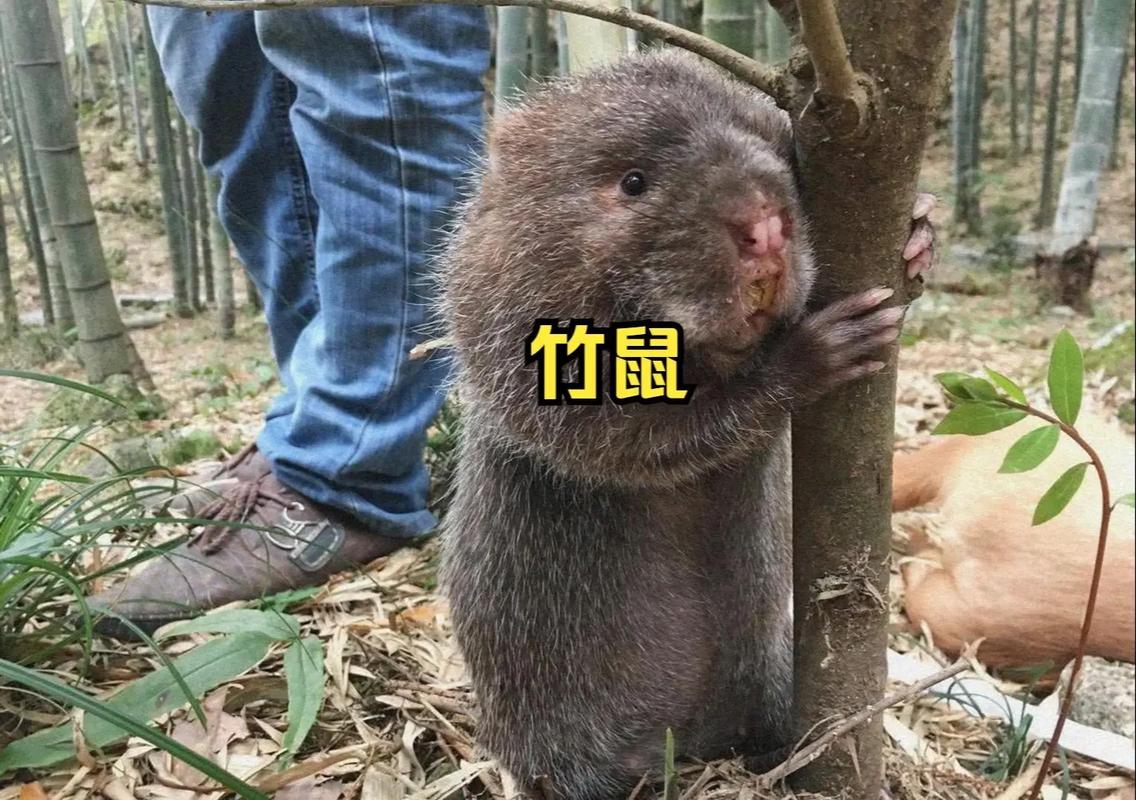 2025年竹鼠价格会涨还是跌?一只多少钱?-图3 2025年竹鼠价格会涨还是跌?一只多少钱?-图3