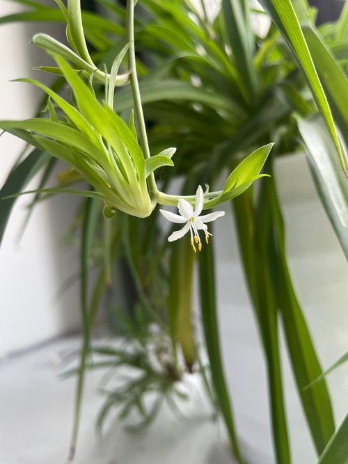 吊兰开花结果是什么品种?-图1 吊兰开花结果是什么品种?-图1