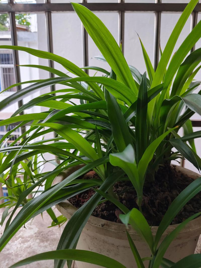 吊兰开花结果是什么品种?-图3 吊兰开花结果是什么品种?-图3