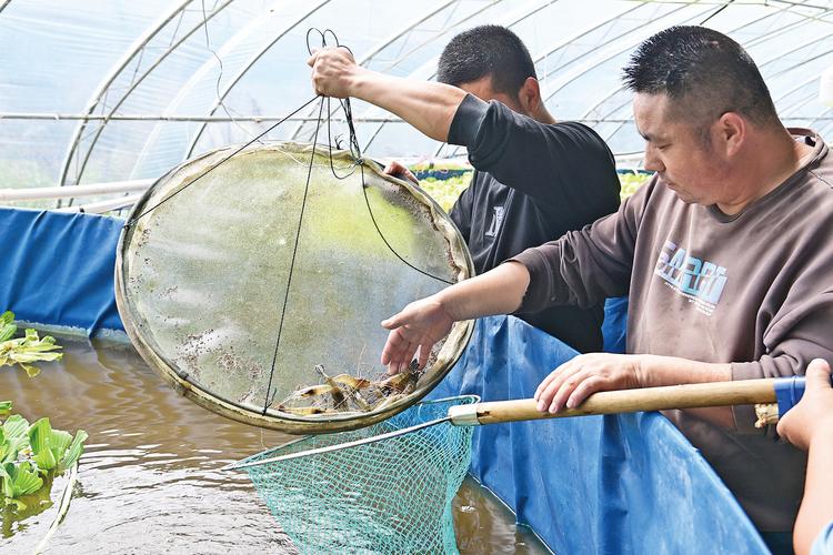 野生淡水虾养殖技术有哪些关键要点?-图2 野生淡水虾养殖技术有哪些关键要点?-图2