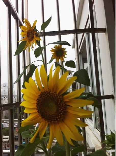 哪些大花仙人球品种好看?-图1 哪些大花仙人球品种好看?-图1