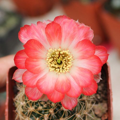 哪些大花仙人球品种好看?-图3 哪些大花仙人球品种好看?-图3