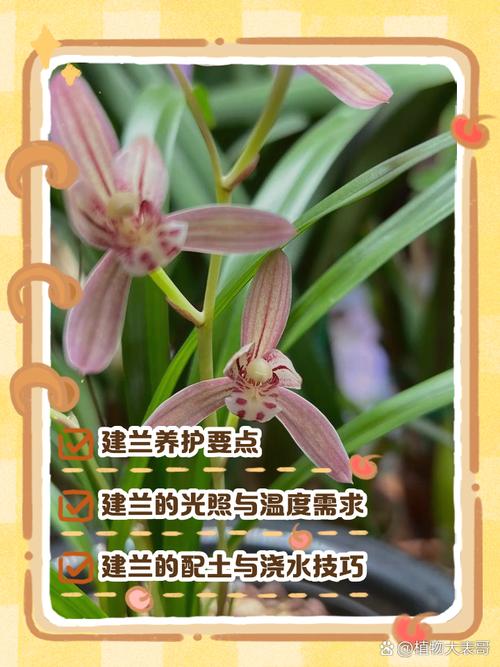 兰花种类繁多，养殖技术有何差异？-图2