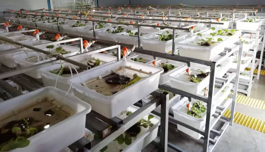 CCTV7黄鳝养殖技术核心要点是什么？-图3